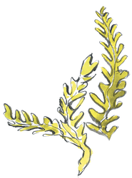 Vilebrequin La Plage