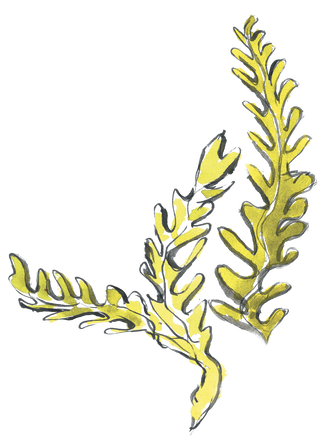 Vilebrequin La Plage